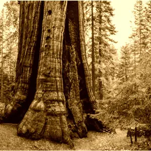Cover art: Sequoia
